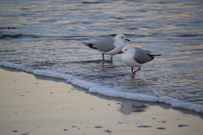 Seagull perching on shore