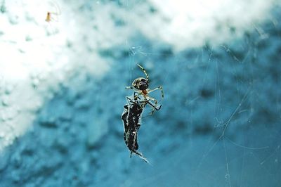 Close-up of spider on web