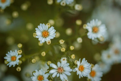 Close-up of white daisy flowers