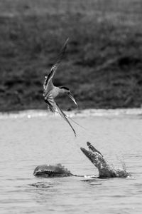 Bird flying over lake