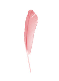 Close-up of feather against white background