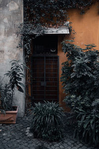 Potted plant against wall