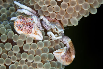 Close-up of jellyfish in sea