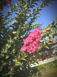 Low angle view of pink flowers