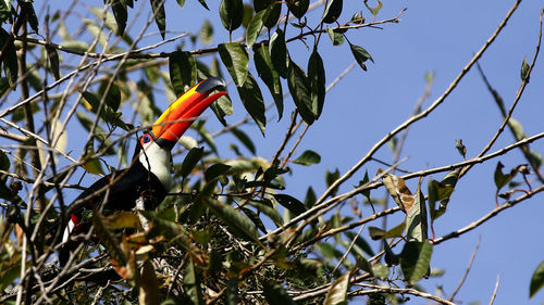 Low angle view of bird perching on tree
