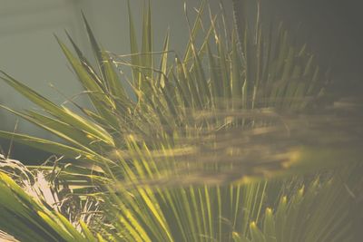 Close-up of grass