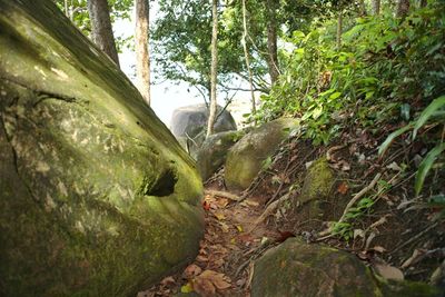 Scenic view of green tree in forest