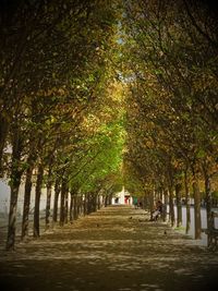 Road passing through trees