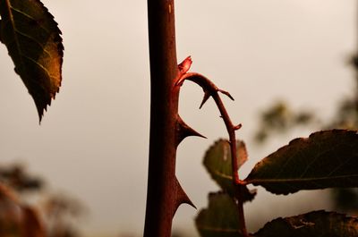 Close-up of red leaves against sky