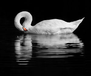 Birds in calm lake