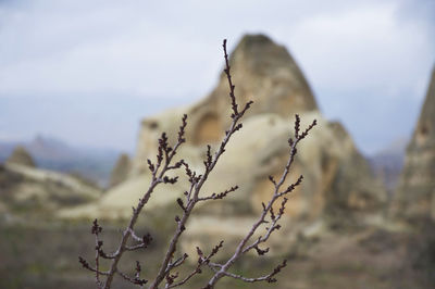 Close-up of plants against sky