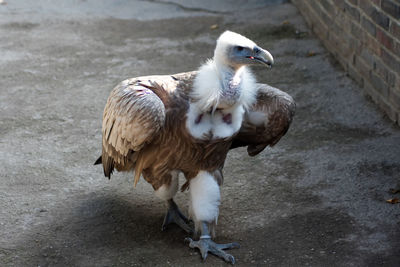 High angle view of duck