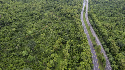 High angle view of road amidst trees in forest