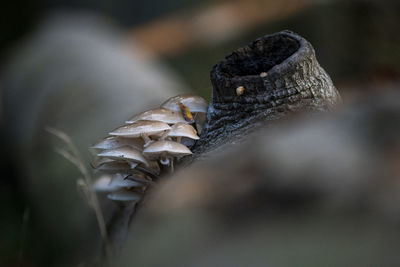 Close-up of mushroom growing on field