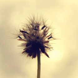 Close-up of dandelion