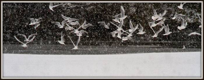 Digital composite image of a bird on snow