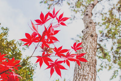 Low angle view of trees