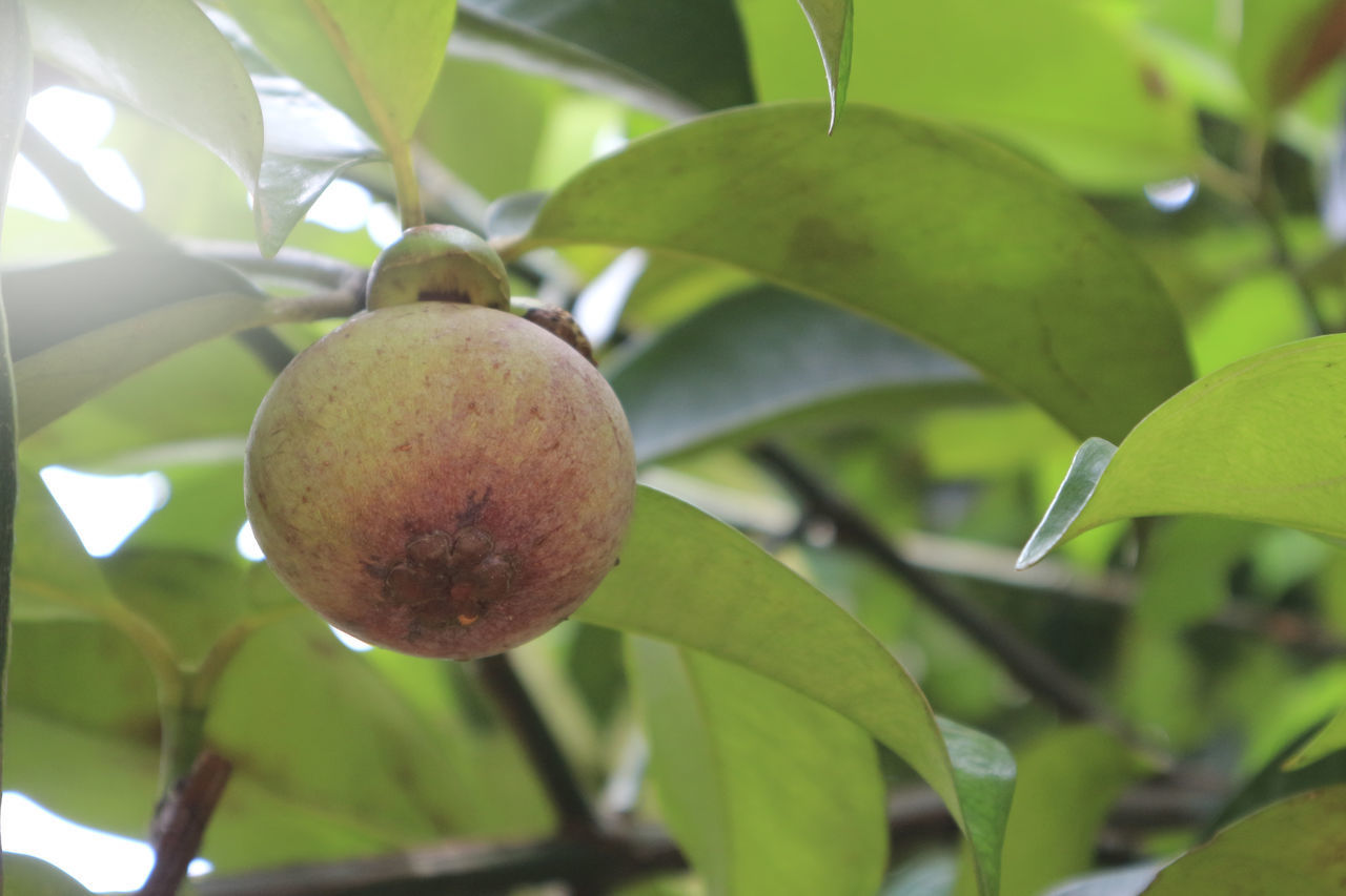 CLOSE-UP OF FRESH FRUITS ON TREE