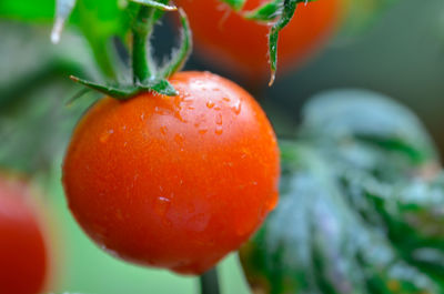 Close-up of wet tomatoes