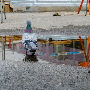 Rear view of a bird on water