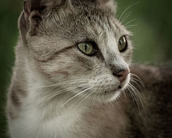 Close-up portrait of a cat