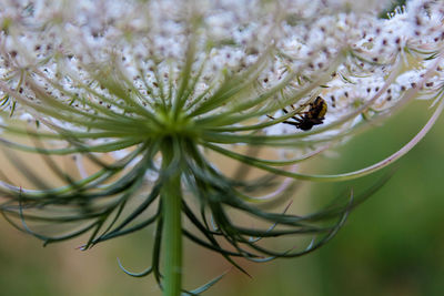 Close-up of insect on plant