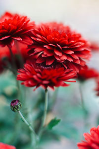 Close-up of red flowering plant