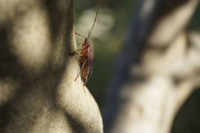 Close-up of insect