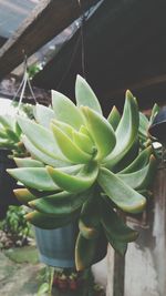 Close-up of succulent plant