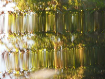 Reflection of trees in water