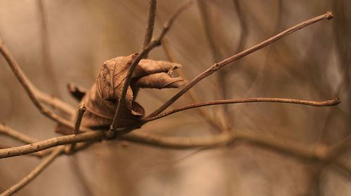 Close-up of lizard on leaf