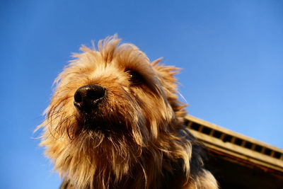 Close-up of dog against clear sky