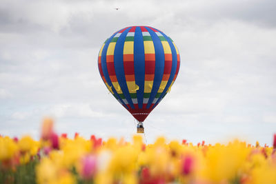 Hot air balloons flying against sky