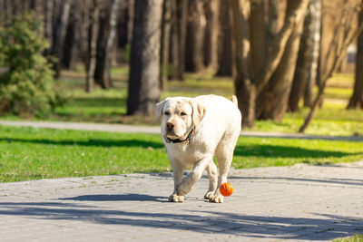 Dog on footpath in park