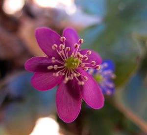 Close-up of pink flower