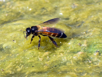 Close-up of insect