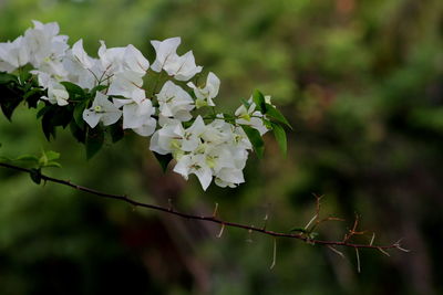 Close-up of plant