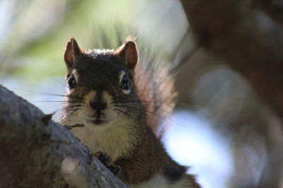 Portrait of squirrel