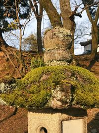 Moss growing on tree trunk