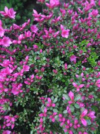 Close-up of pink flowers blooming outdoors