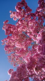 Low angle view of pink blossoms against sky