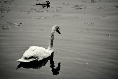 Swan swimming on lake