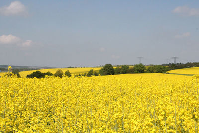 View of yellow flowers in field