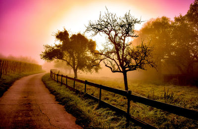 Trees on field by road against sky