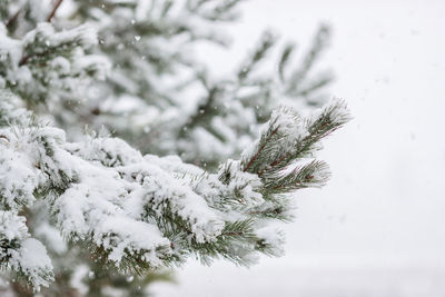 Close-up of snow