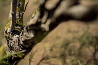 Close-up of plant against blurred background