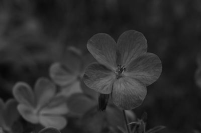 Close-up of flowering plant