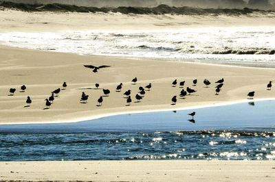 Birds flying over beach against sky