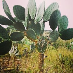 Close-up of prickly pear cactus