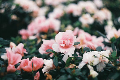 Close-up of pink flowers